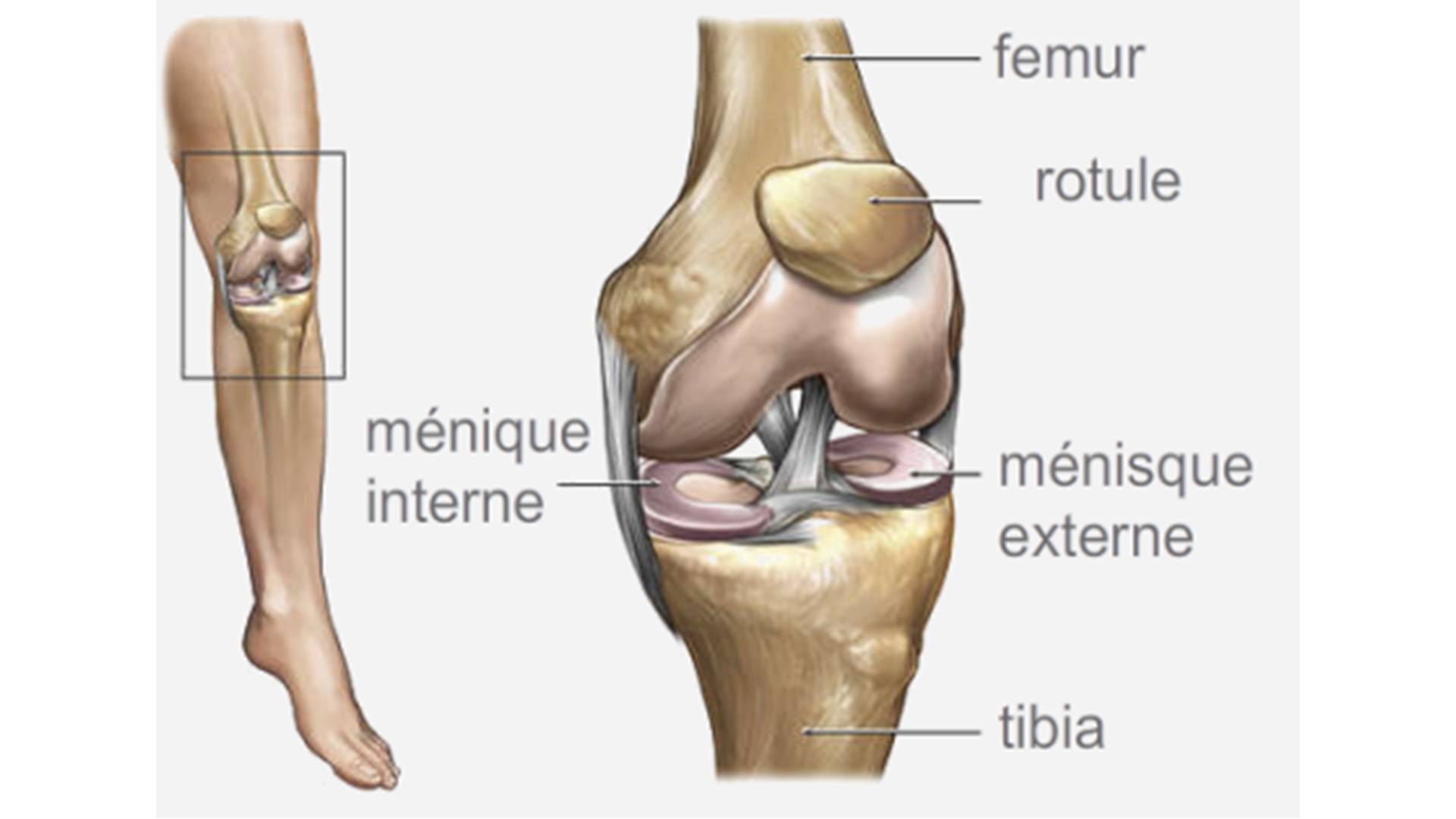 Anatomie du Genou